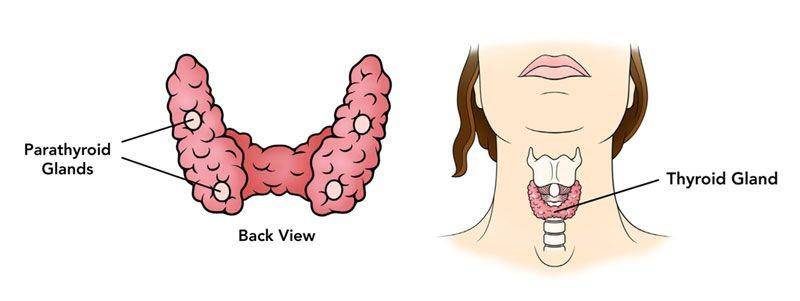 ilustrasi kelenjar paratiroid (thyroid.com.au)