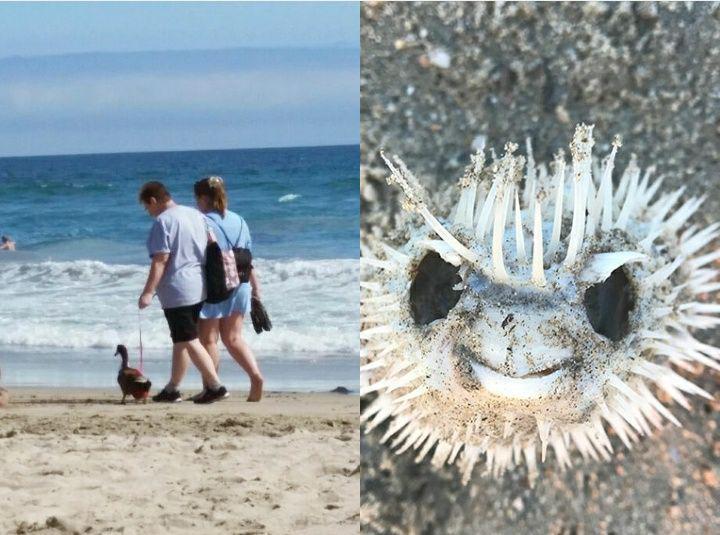 10 Hal Aneh yang Berhasil Ditemukan di Pantai, Gak Terduga!