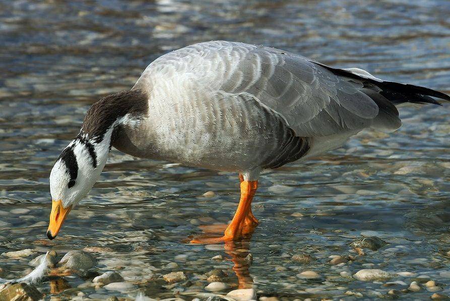 ilustrasi bar-headed goose (commons.wikimedia.org/Richard Bartz)