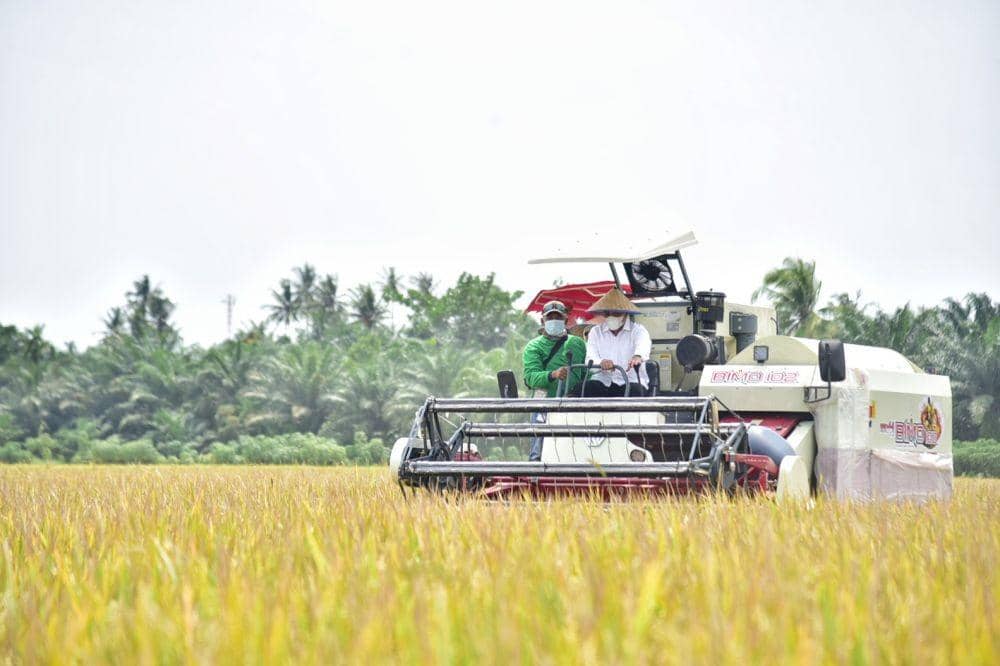 Panen Raya Padi di Sergai, Gubernur Edy: Beras Sumut Surplus