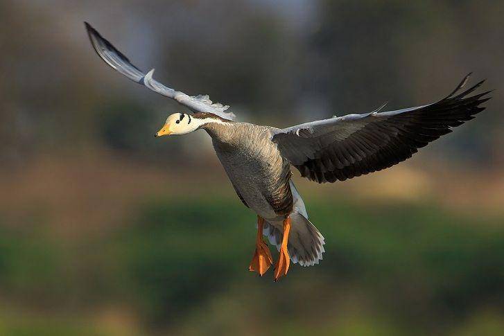 ilustrasi bar-headed goose terbang (commons.wikimedia.org/Subramanya C K)