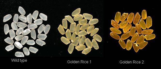 ilustrasi perbandingan golden rice 1 dan golden rice 2 (goldenrice.org)