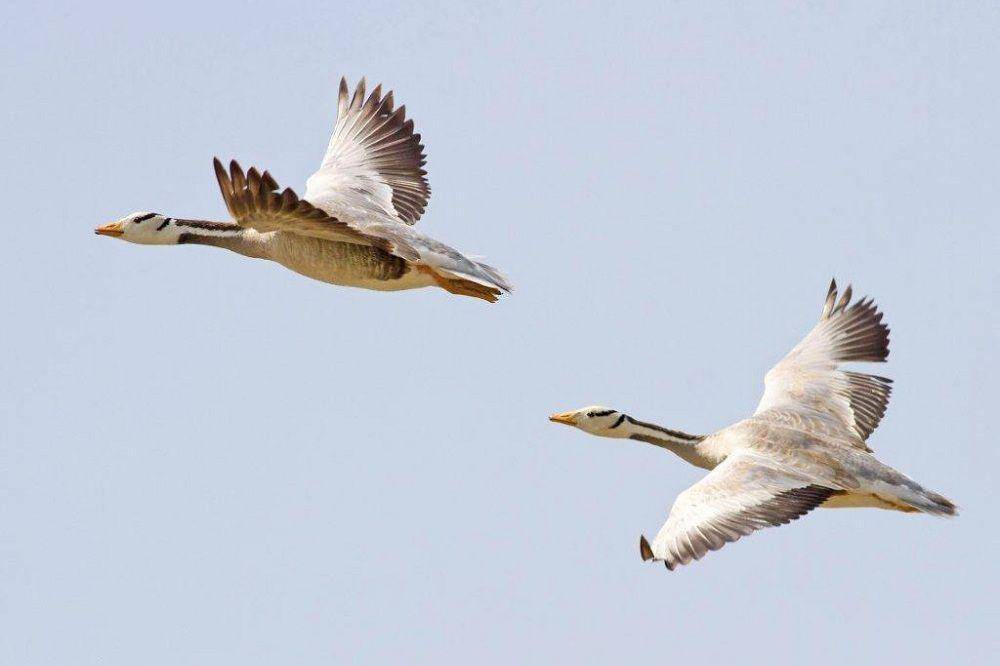 ilustrasi bar-headed goose terbang (commons.wikimedia.org/Wildmishra)