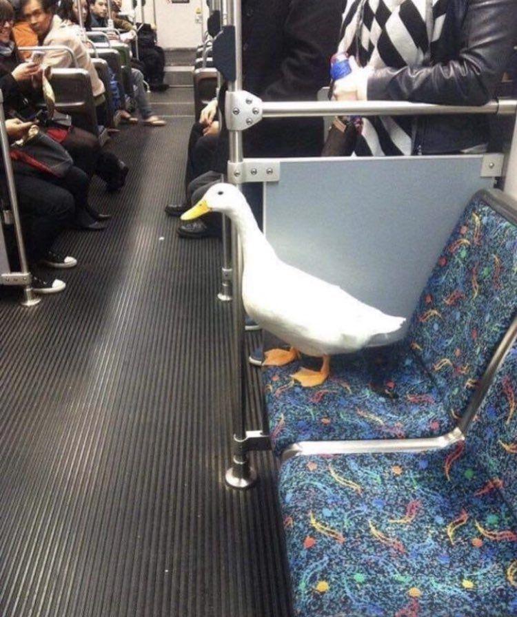 tingkah gak biasa para hewan (twitter.com/ConfusingImages)