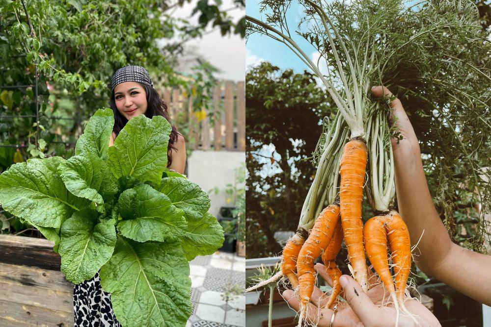 9 Potret Kebun Mini di Rumah Young Lex, Tanam Berbagai Buah dan Sayur