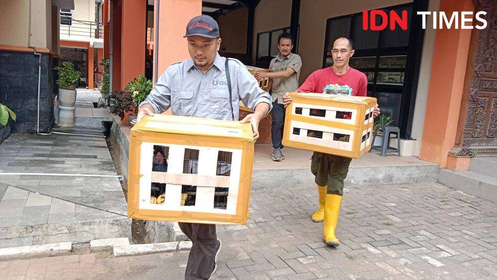 Petugas BKSDA Jateng memindahkan burung langka menuju Bandara Ahmad Yani Semarang. (IDN Times/Fariz Fardianto)