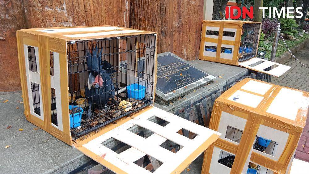 Burung kakatua raja yang berhasil diamankan tim BKSDA Jateng. (IDN Times/Fariz Fardianto)