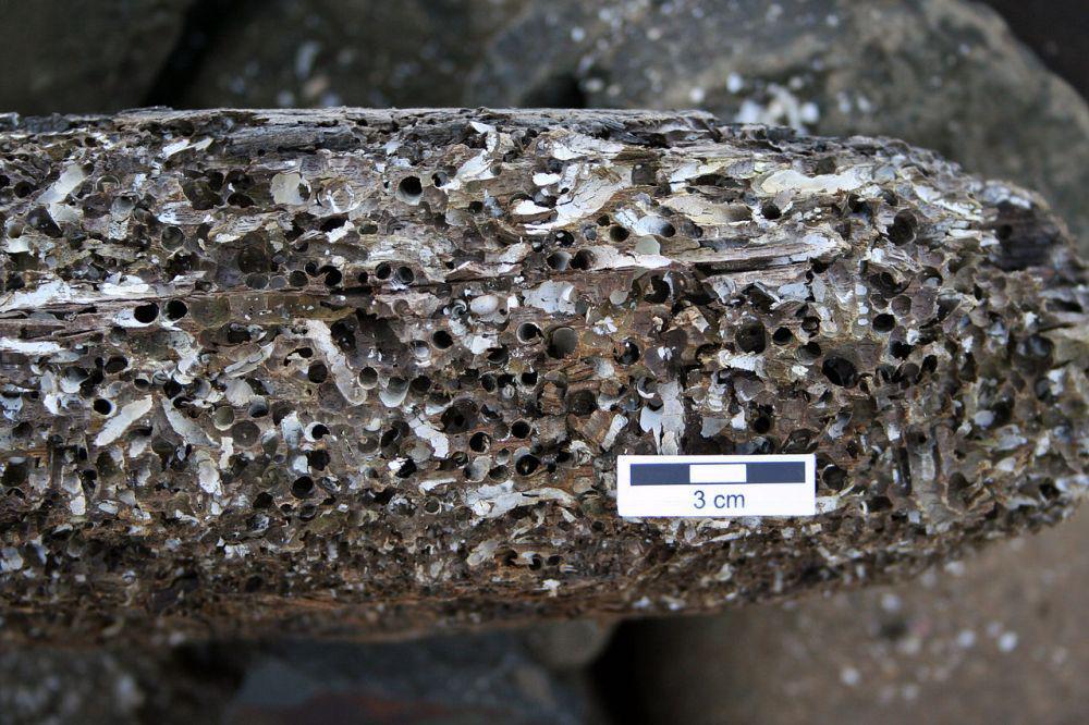 rongga-rongga pada kayu yang dibuat oleh cacing kapal (commons.wikimedia.org/Rygel, M.C.)
