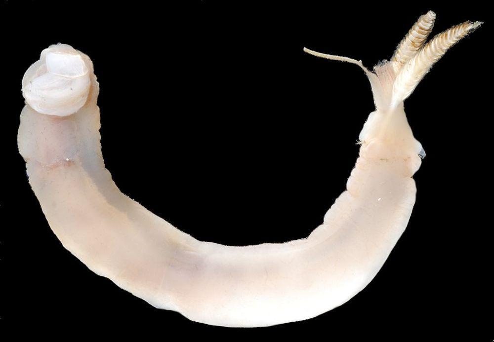 5 Fakta Shipworm, Makhluk yang Jadi Musuh Besar Para Pelaut