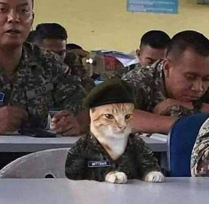 kucing cosplay pekerjaan manusia (instagram.com/cat_virus.exe)