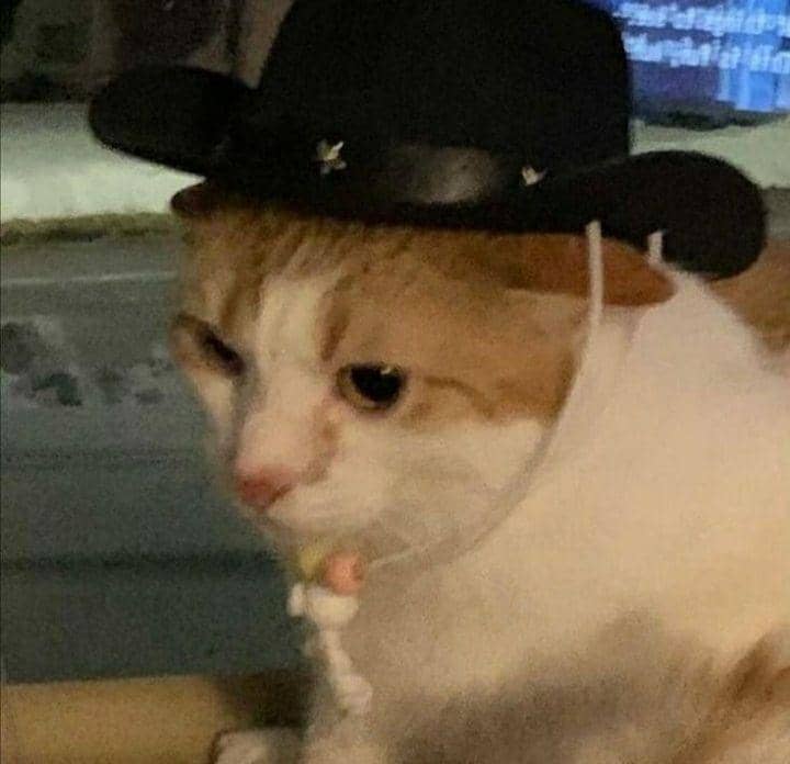 kucing cosplay pekerjaan manusia (instagram.com/cat_virus.exe)