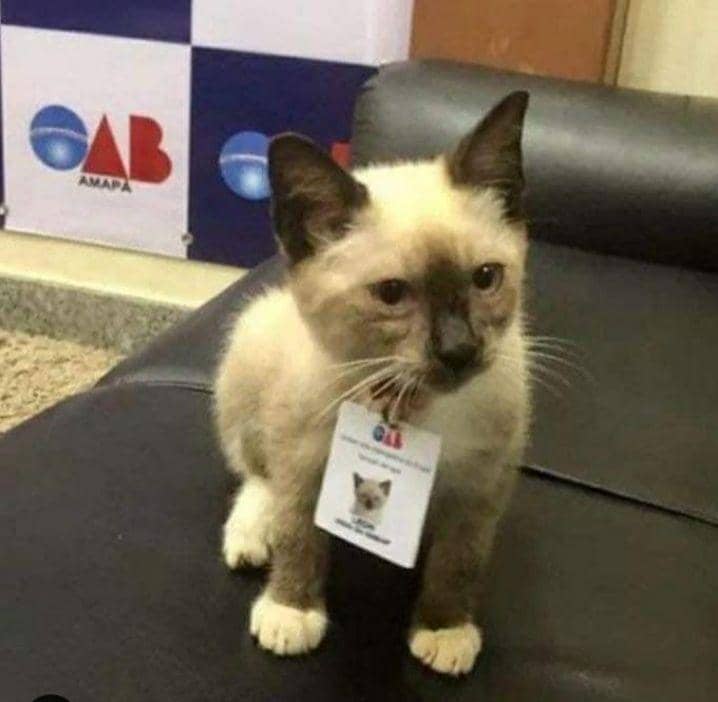 kucing cosplay pekerjaan manusia (instagram.com/cat_virus.exe)