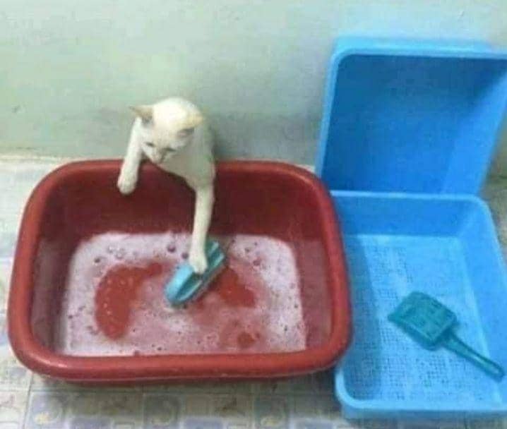 kucing cosplay pekerjaan manusia (instagram.com/cat_virus.exe)