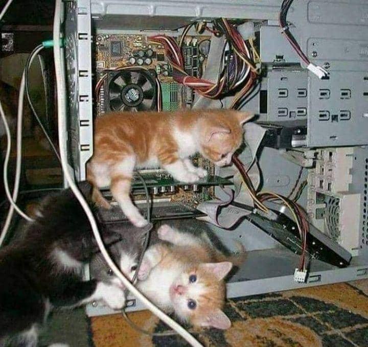 kucing cosplay pekerjaan manusia (instagram.com/cat_virus.exe)
