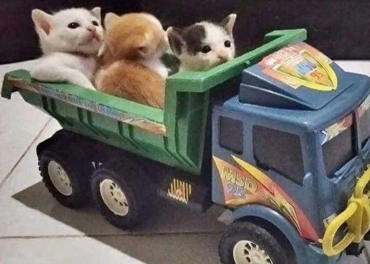 kucing cosplay pekerjaan manusia (instagram.com/cat_virus.exe)