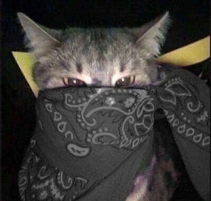 kucing cosplay pekerjaan manusia (instagram.com/cat_virus.exe)