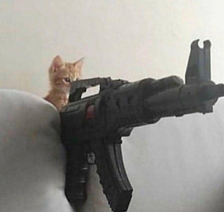 kucing cosplay pekerjaan manusia (instagram.com/cat_virus.exe)