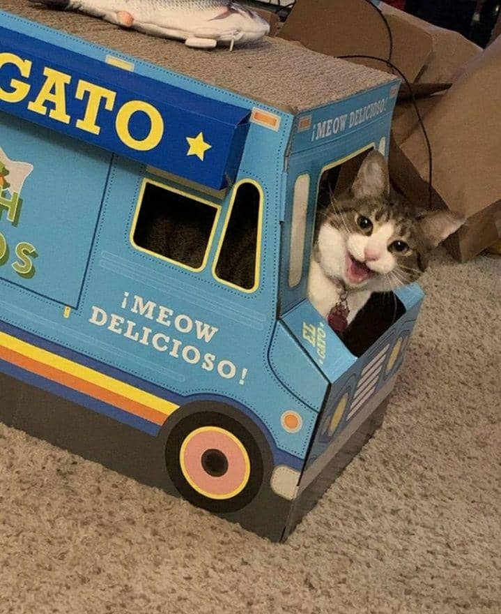 kucing cosplay pekerjaan manusia (instagram.com/cat_virus.exe)