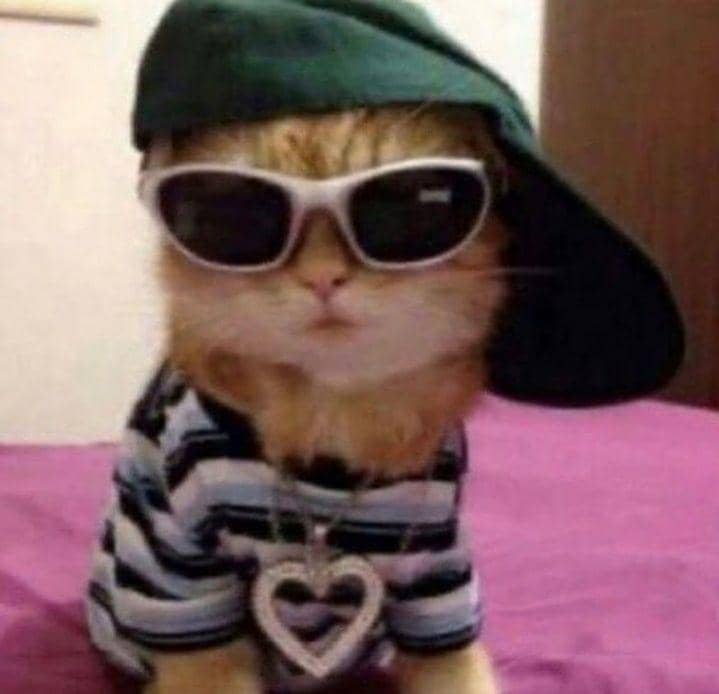 kucing cosplay pekerjaan manusia (instagram.com/cat_virus.exe)
