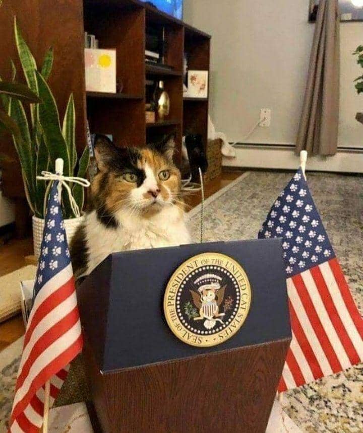 kucing cosplay pekerjaan manusia (instagram.com/cat_virus.exe)