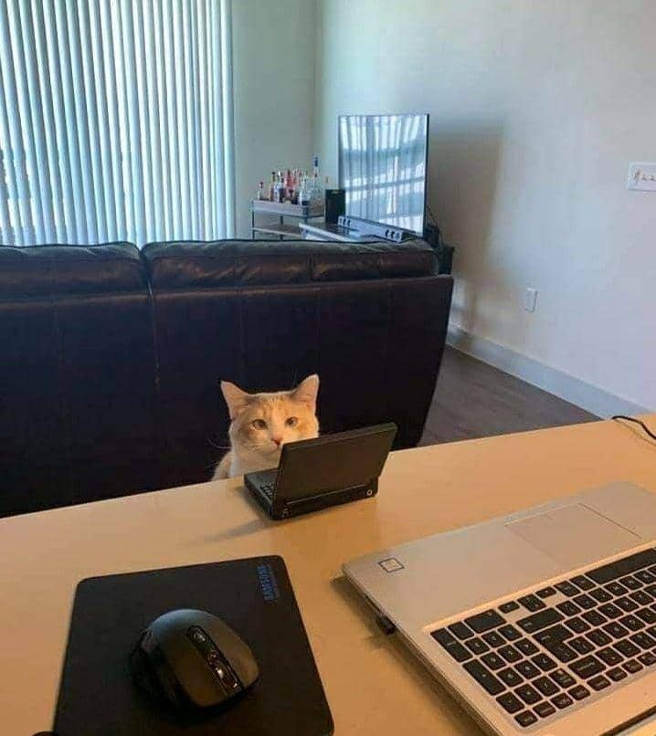 kucing cosplay pekerjaan manusia (instagram.com/cat_virus.exe)