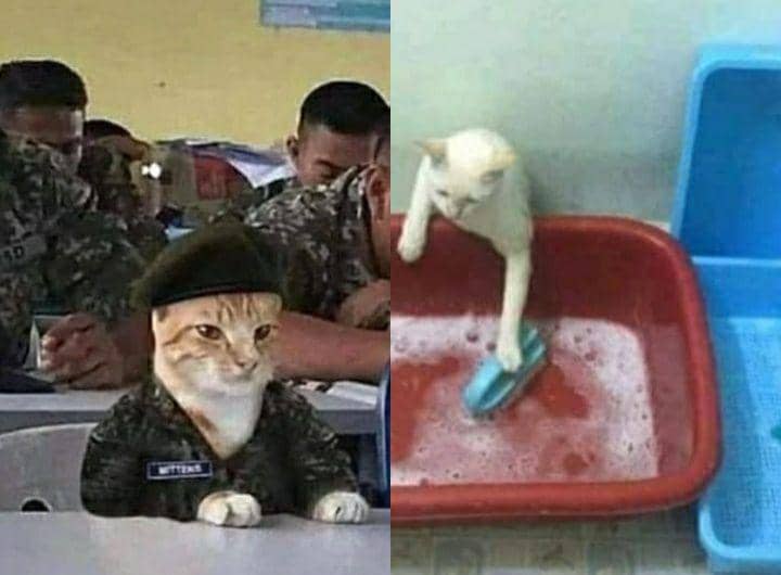 12 Potret Kucing Cosplay Pekerjaan Manusia, Siap Hidup Mandiri