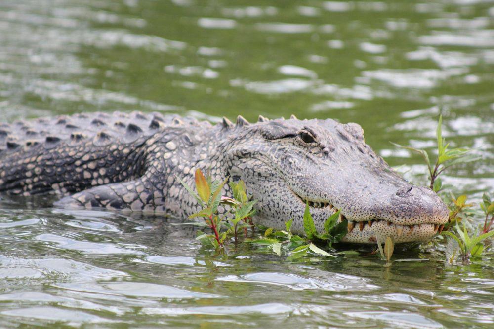 Duh, Perempuan Tua di AS Tercebur ke Kolam Lalu Dibunuh 2 Ekor Buaya