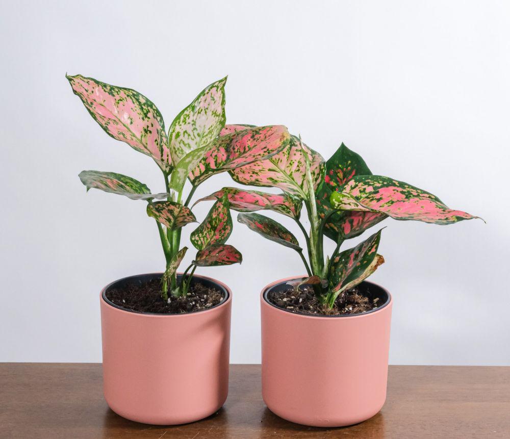 4 Cara Membuat Daun Aglonema Mengilap dan Tetap Sehat