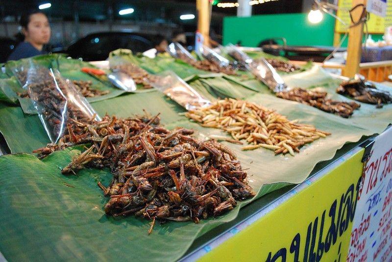 5 Manfaat Makan Jangkrik untuk Kesehatan, Gak Nyangka!