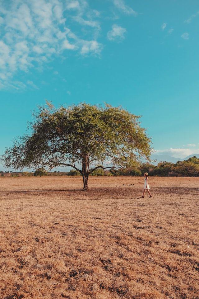 Taman Nasional Baluran (unsplash.com/Andiko Baskoro)