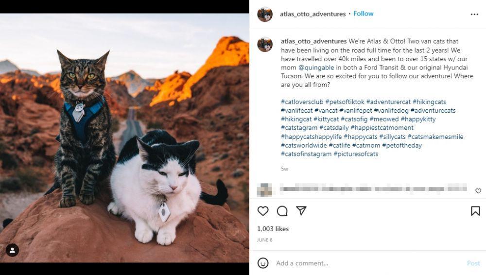 5 Kucing Suka Berpetualang dan Favorit Netizen di Instagram