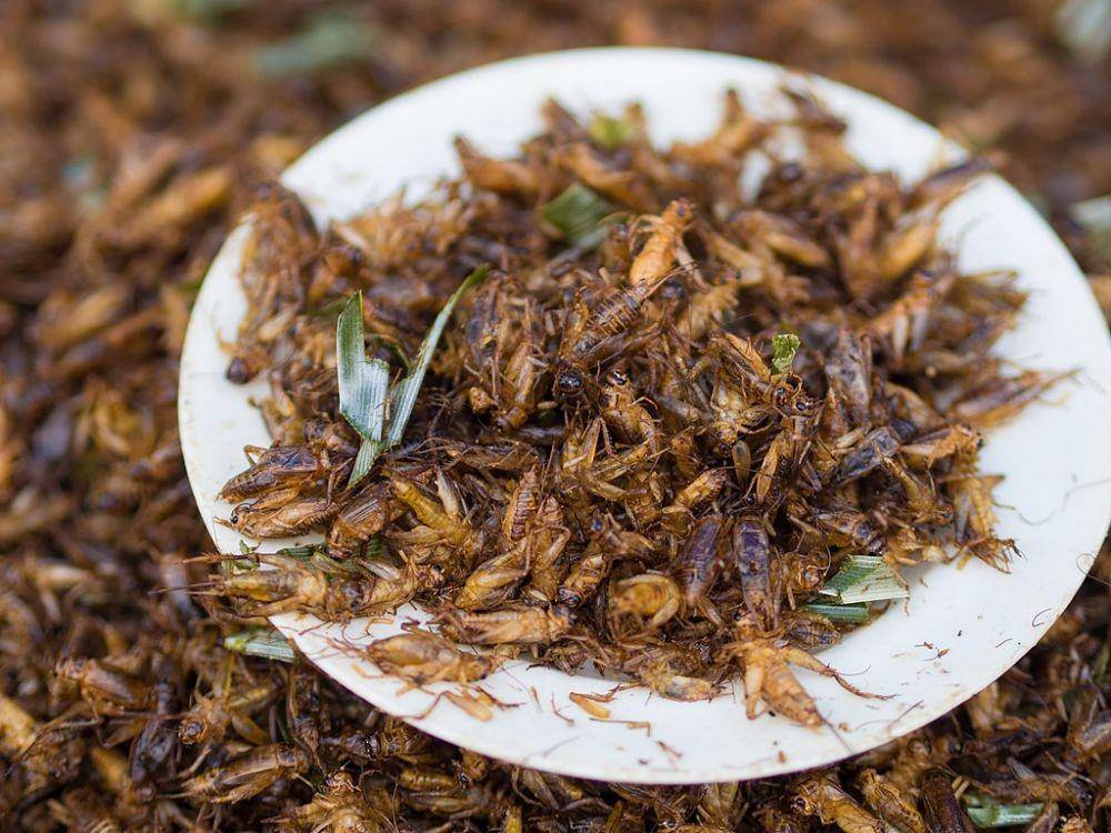 ilustrasi jangkrik goreng (commons.wikimedia.org/Takeaway)