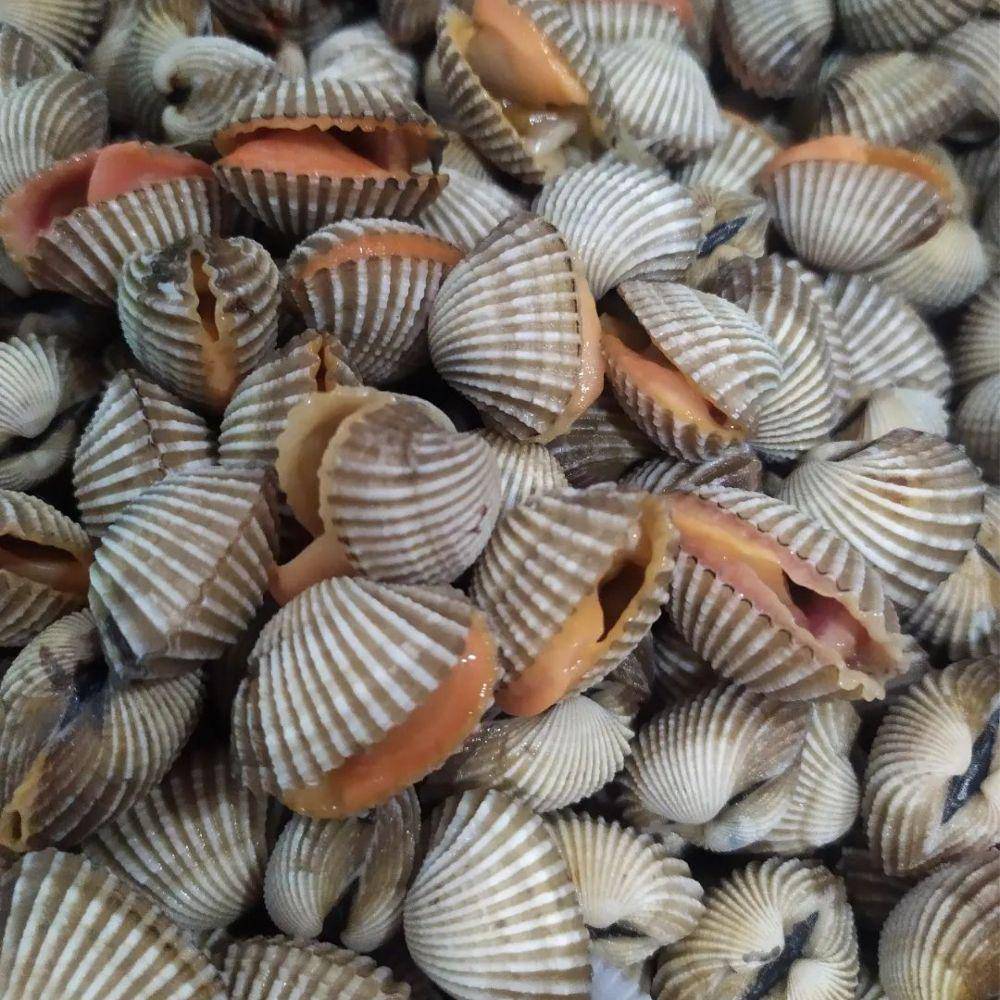 ilustrasi kerang dara (instagram.com/kepitingdarjo)
