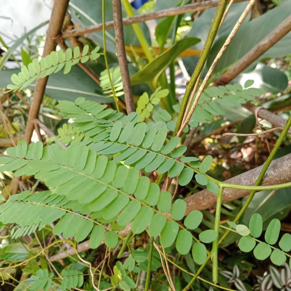 daun saga (instagram.com/talunkebonsawah_sangkuriang)