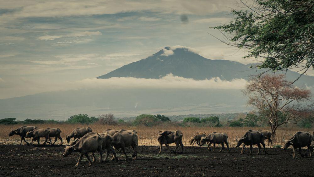 Taman Nasional Baluran (unsplash.com/Hanandito Adi)