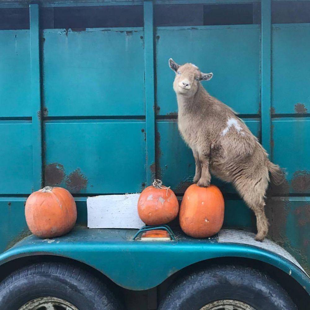 potret seekor kambing (reddit.com/user/canehdianchick)