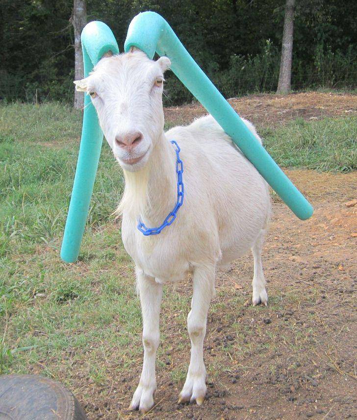 potret lucu para kambing (reddit.com/user/LittleDank)