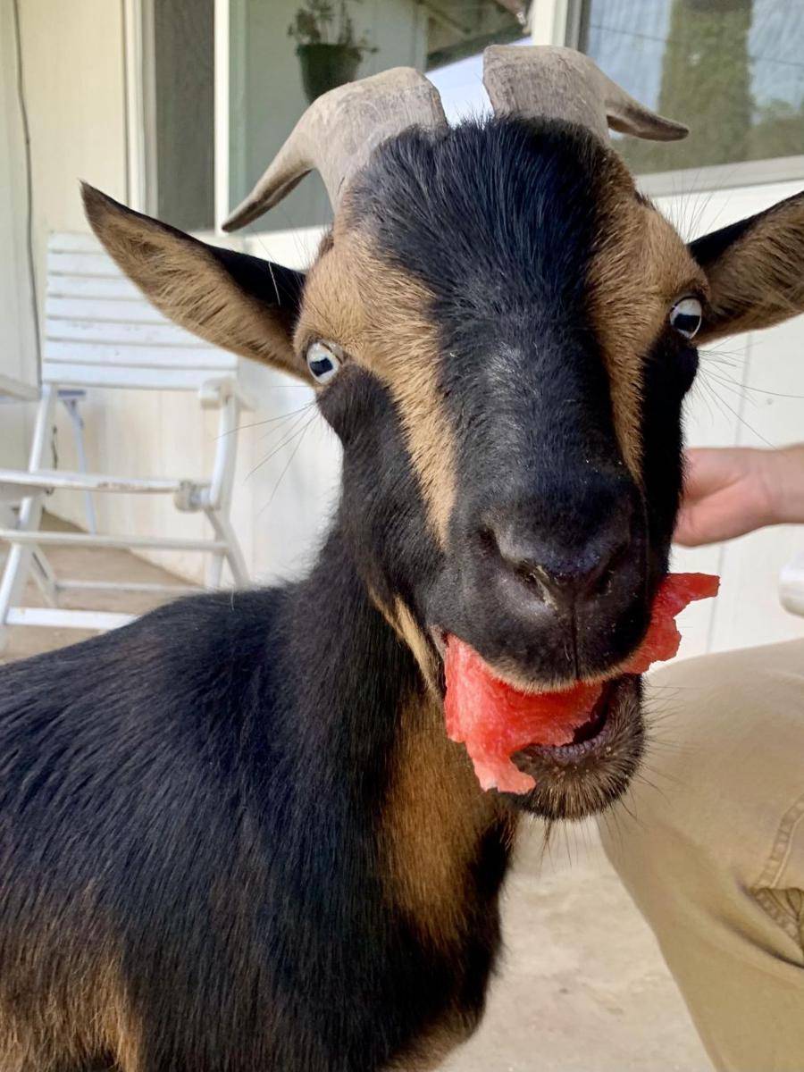 potret lucu para kambing (reddit.com/user/trexkisses)
