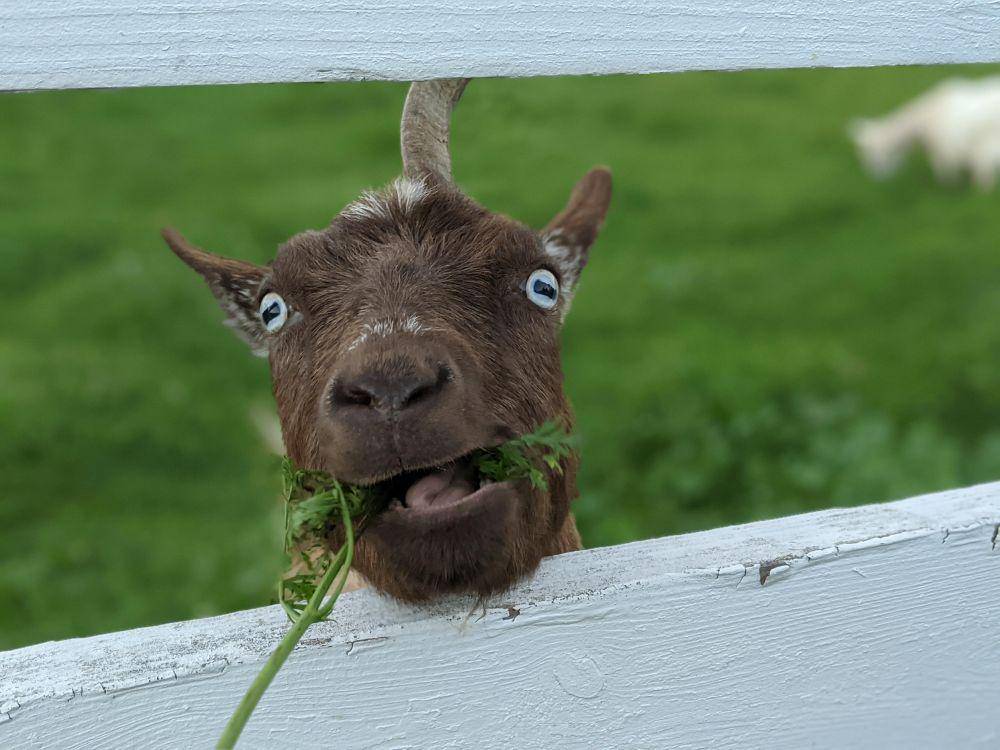 potret lucu para kambing (reddit.com/user/turqoiseburbot)