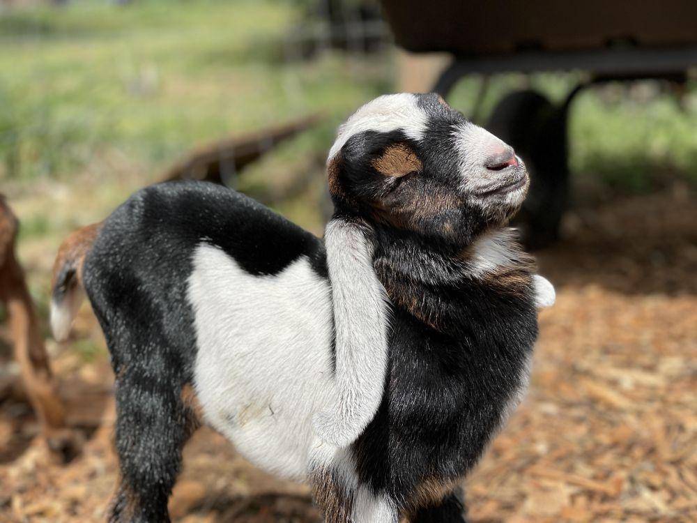 potret lucu para kambing (reddit.com/user/bansheeroars)
