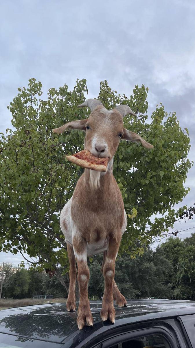 potret lucu para kambing (reddit.com/user/Mcmoonwich)