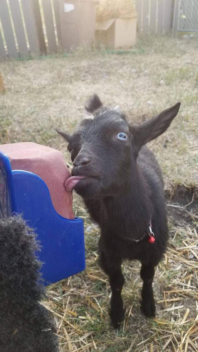 potret lucu para kambing (reddit.com/user/wombatron123)
