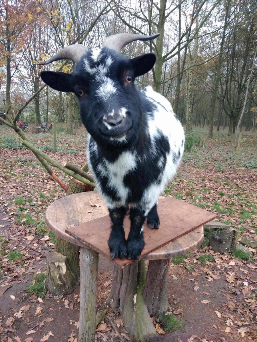 potret lucu para kambing (reddit.com/user/DumpMyBlues)