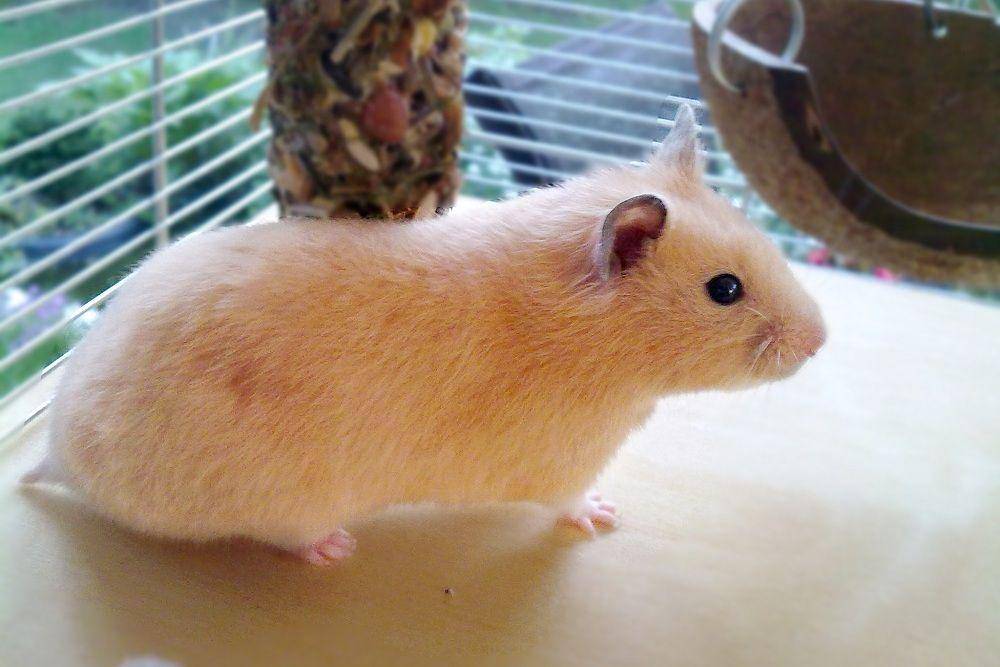 ilustrasi golden hamster (commons.wikimedia.org/Karolinasz)