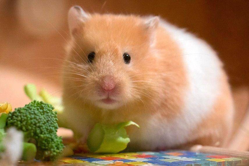 ilustrasi golden hamster (pixabay.com/mordilla-net-2568349)