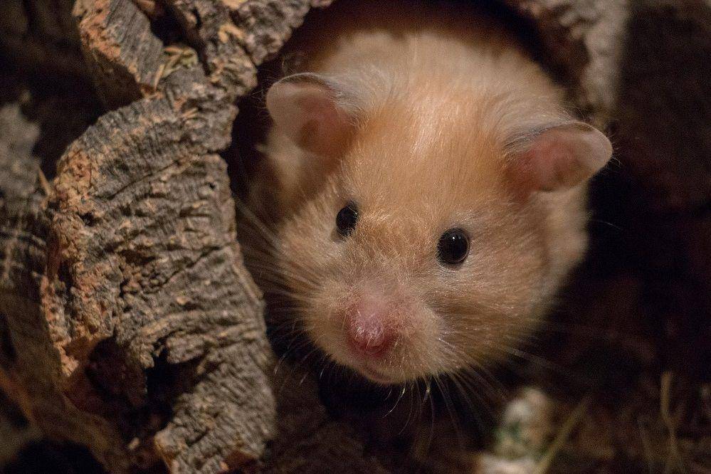 ilustrasi golden hamster (pixabay.com/mordilla-net-2568349)