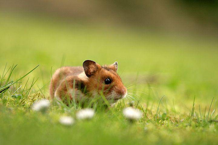 ilustrasi golden hamster di alam liar (commons.wikimedia.org/Andreas Hein)