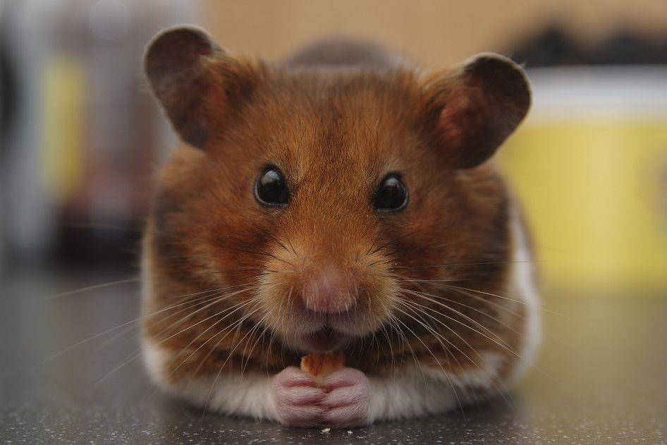 ilustrasi golden hamster (pixabay.com/l0nd0ner-776135)