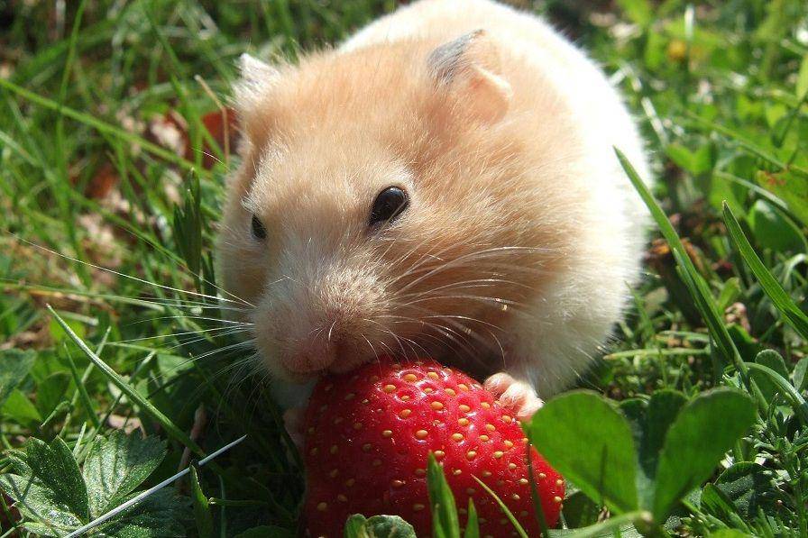 ilustrasi golden hamster makan stroberi (pixabay.com/nanasod-936233)