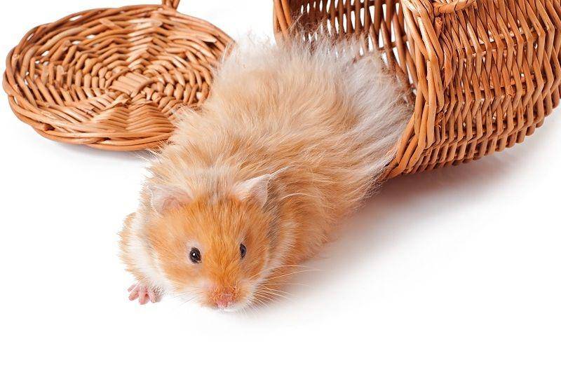 ilustrasi golden hamster (freepik.com/timolina)
